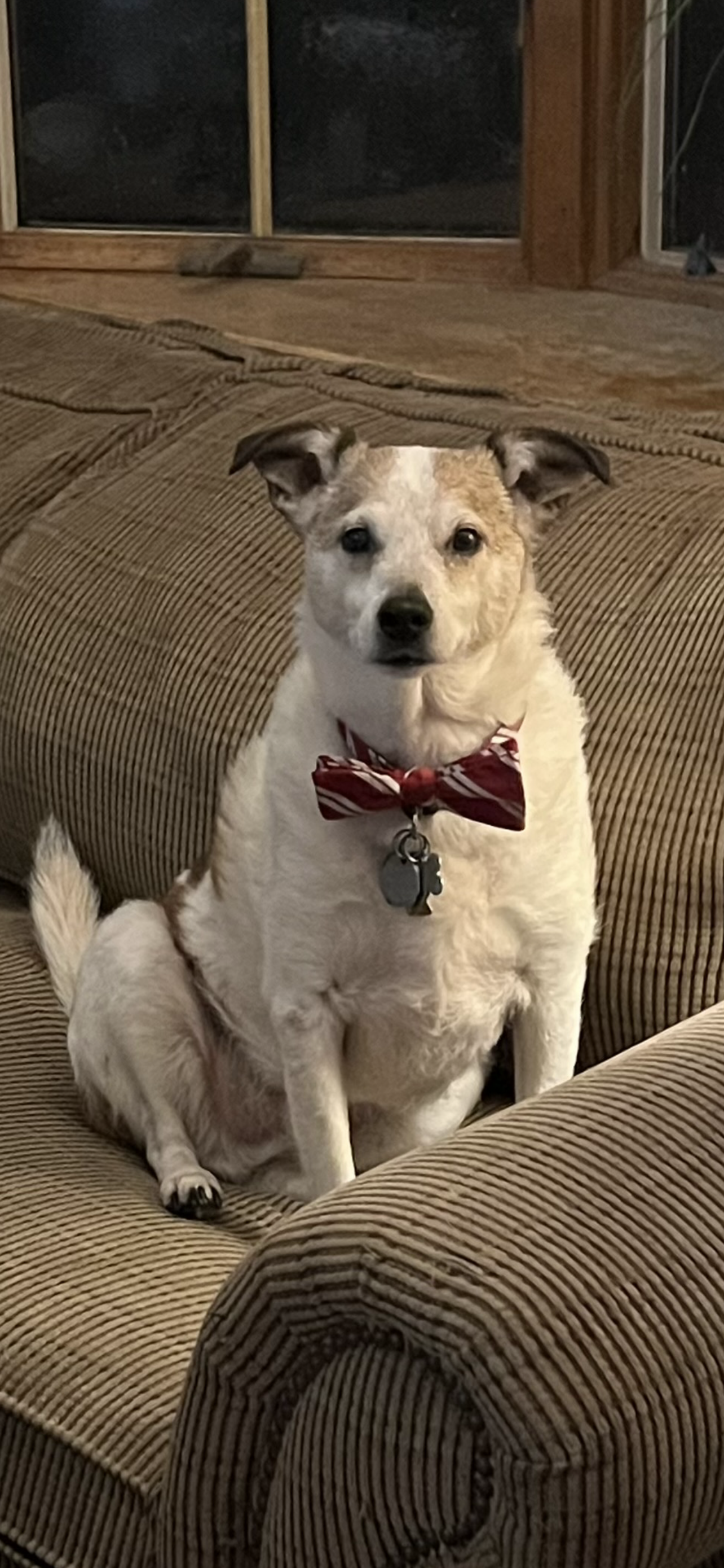 Custom hand painted pet portraits