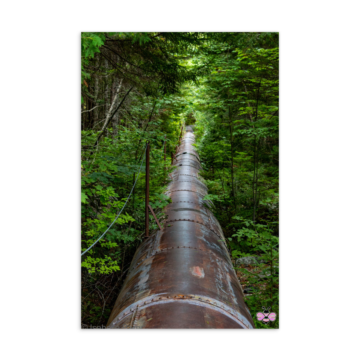 Through the Green — Maine Photography