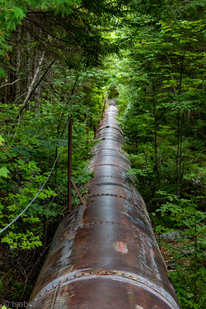 Through the Green — Maine Photography