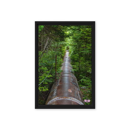 Through the Green — Maine Photography