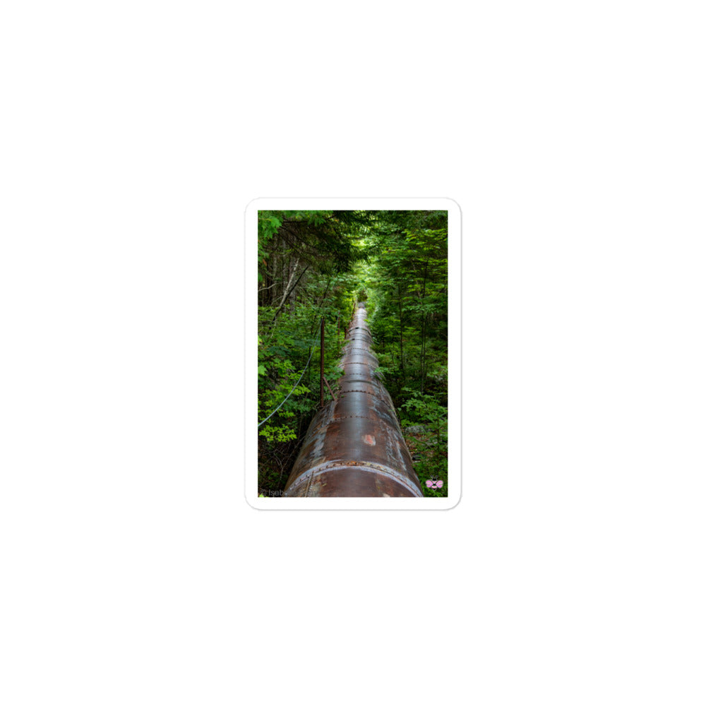 Through the Green — Maine Photography