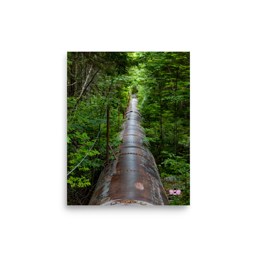 Through the Green — Maine Photography