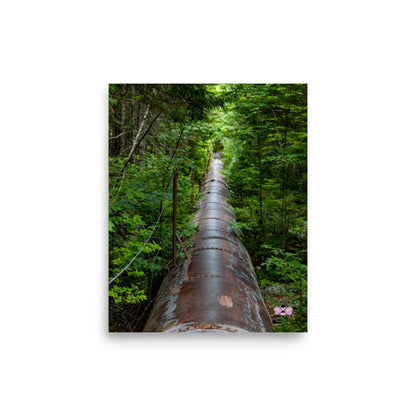 Through the Green — Maine Photography