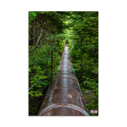 Through the Green — Maine Photography